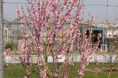 IMG_8746_GTW_Geissbockheim_20190407