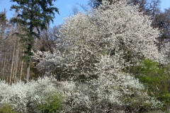 IMG-2019041_Pohlheim_BM_WA0022