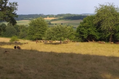 IMG-20190722-WA0005