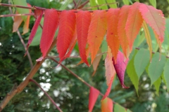 P1001307