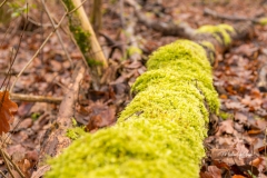 IMG_0213_Brezelwanderung_20200101