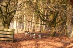 IMG_0226_Brezelwanderung_20200101