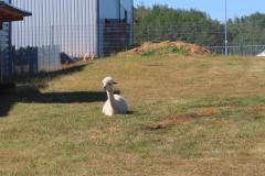 IMG-20220808-WA0038