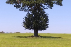 IMG-20190826-WA0006