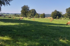 IMG-20190826-WA0011