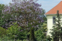 P1001833