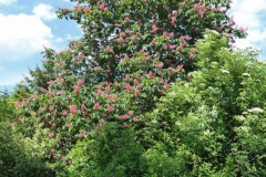 P1001854