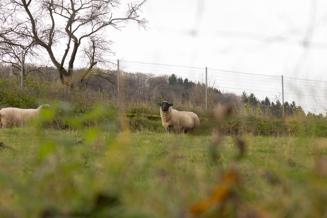 IMG_9263_Bettendorf_20171126 Wandergesellen Alt Hürth 1991 e.V.